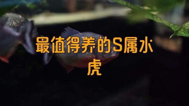 如何判斷龍魚(yú)和水虎魚(yú)是否適應(yīng)？（如何判斷水虎魚(yú)是否適合養(yǎng)魚(yú)）