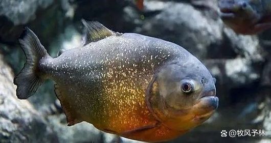 如何判斷龍魚(yú)和水虎魚(yú)是否適應(yīng)？（如何判斷水虎魚(yú)是否適合養(yǎng)魚(yú)）