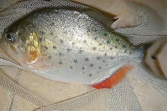 如何判斷龍魚(yú)和水虎魚(yú)是否適應(yīng)？（如何判斷水虎魚(yú)是否適合養(yǎng)魚(yú)）