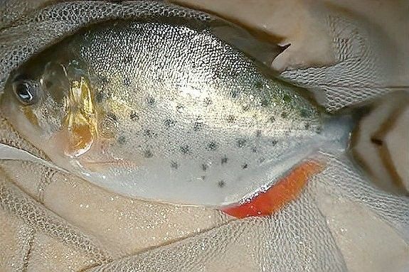 如何判斷龍魚(yú)和水虎魚(yú)是否適應(yīng)？（如何判斷水虎魚(yú)是否適合養(yǎng)魚(yú)）