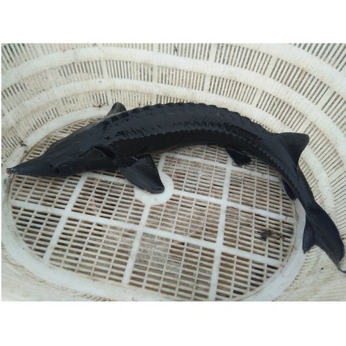 給我一份鱘龍魚的價格表（鱘龍魚價格行情走勢(鱘魚批發價格表）