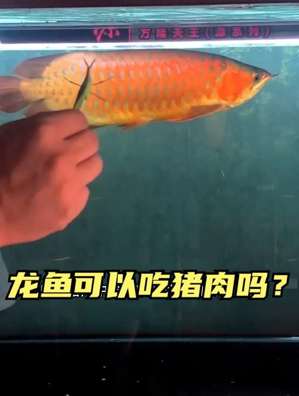 龍魚能喂豬肉嗎（龍魚可以吃豬肉嗎）