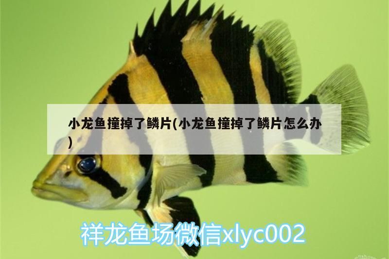小龍魚撞掉了鱗片(小龍魚撞掉了鱗片怎么辦)