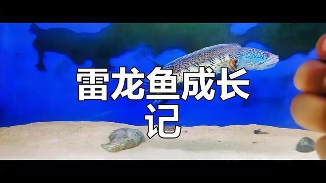 如何挑選狀態穩定的雷龍魚（如何挑選一條狀態穩定的雷龍魚）