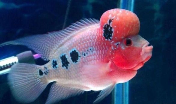 雄龍魚認(rèn)主人嗎（龍魚是否具有認(rèn)主行為一直是水族愛好者討論的結(jié)論）