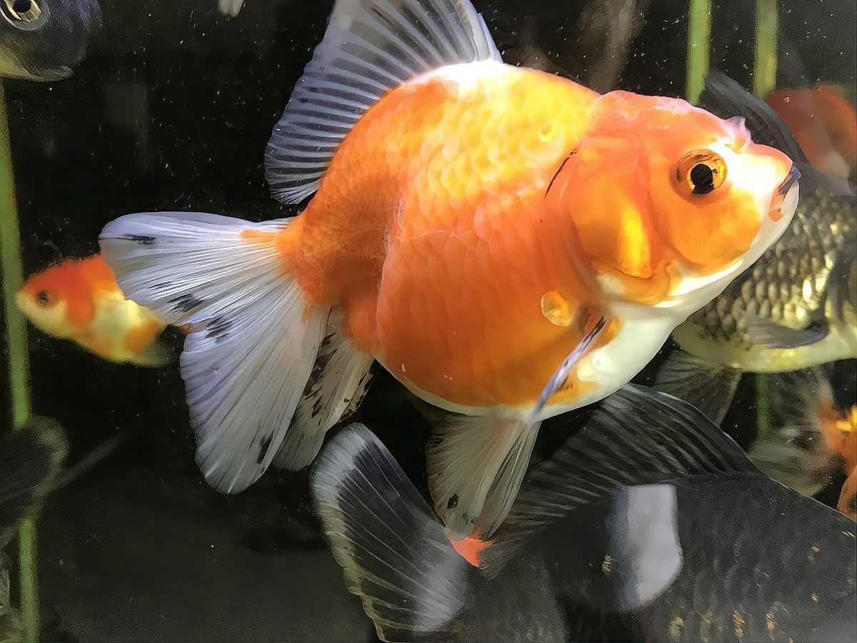 金龍魚和錦鯉可以混養嗎（u分士大資訊錦鯉與金魚完美共舞:龍魚和錦鯉能混養嗎） 金龍魚和錦鯉可以混養嗎（u分士大資訊錦鯉與金魚完美共舞:龍魚和錦鯉能混養嗎） 龍魚百科 第4張