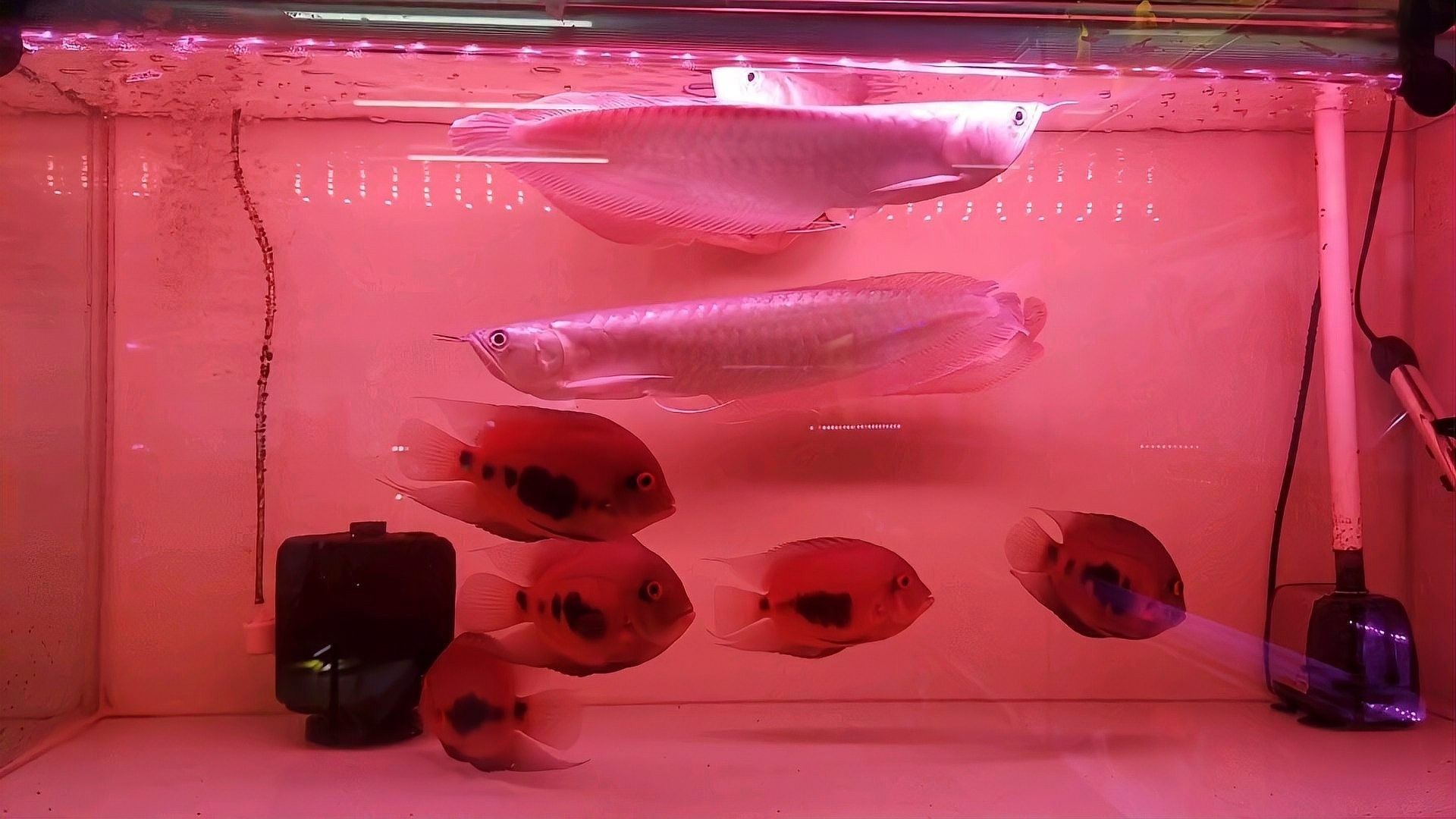 黑云魚和哪些龍魚品種混養最佳（醬北夜藍申可以跟龍魚混養的魚有哪些一起混養的魚）
