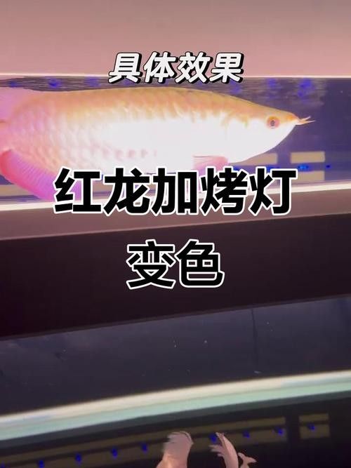 紅龍照明設備哪個品牌最好？（紅龍照明設備如何選擇）
