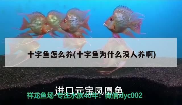 養龍魚的水有什么要求，養龍魚的水需要滿足特定的水質要求