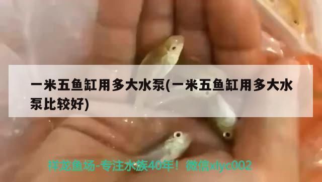 一米五魚缸用多大水泵(一米五魚缸用多大水泵比較好) 一米五魚缸用多大水泵(一米五魚缸用多大水泵比較好) 觀賞魚百科
