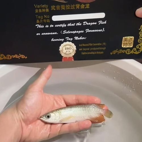 如何辨別龍魚漁場的真偽（如何辨別龍魚漁場的真偽確保購買到健康、優質的龍魚）