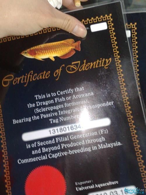 如何辨別龍魚漁場的真偽（如何辨別龍魚漁場的真偽確保購買到健康、優質的龍魚）