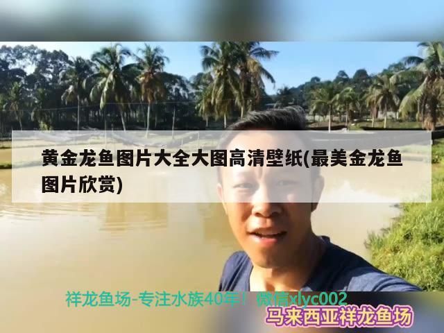 金龍魚水溫最低多少度(金龍魚的適宜溫度是多少度)(***水溫范圍適宜水溫范圍在20°c至28°c之間) 觀賞魚百科 第1張 金龍魚水溫最低多少度(金龍魚的適宜溫度是多少度)(***水溫范圍適宜水溫范圍在20°c至28°c之間) 金龍魚水溫最低多少度(金龍魚的適宜溫度是多少度)(***水溫范圍適宜水溫范圍在20°c至28°c之間) 觀賞魚百科 第1張