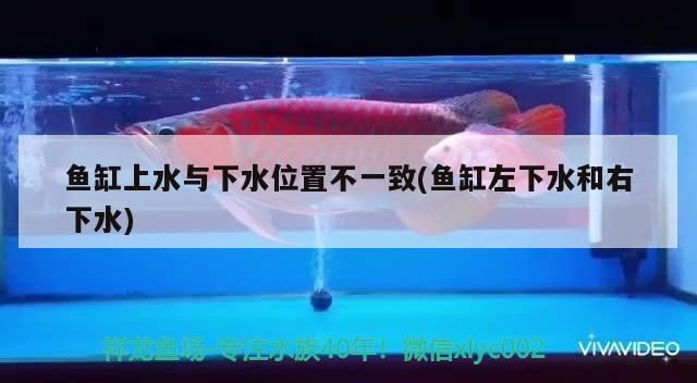 金龍魚水溫最低多少度(金龍魚的適宜溫度是多少度)(***水溫范圍適宜水溫范圍在20°c至28°c之間) 觀賞魚百科 第2張 金龍魚水溫最低多少度(金龍魚的適宜溫度是多少度)(***水溫范圍適宜水溫范圍在20°c至28°c之間) 金龍魚水溫最低多少度(金龍魚的適宜溫度是多少度)(***水溫范圍適宜水溫范圍在20°c至28°c之間) 觀賞魚百科 第2張