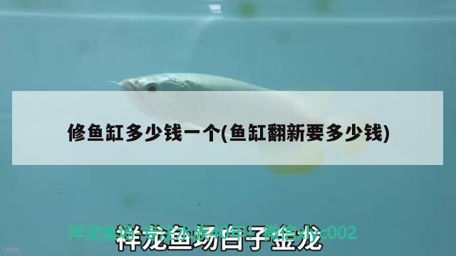 金龍魚水溫最低多少度(金龍魚的適宜溫度是多少度)(***水溫范圍適宜水溫范圍在20°c至28°c之間) 觀賞魚百科 第3張 金龍魚水溫最低多少度(金龍魚的適宜溫度是多少度)(***水溫范圍適宜水溫范圍在20°c至28°c之間) 金龍魚水溫最低多少度(金龍魚的適宜溫度是多少度)(***水溫范圍適宜水溫范圍在20°c至28°c之間) 觀賞魚百科 第3張