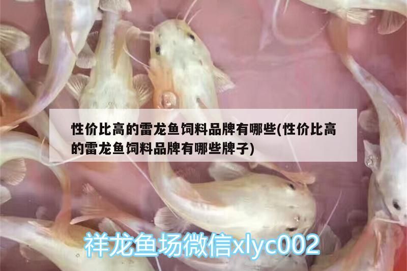 性價比高的雷龍魚飼料品牌有哪些(性價比高的雷龍魚飼料品牌有哪些牌子)