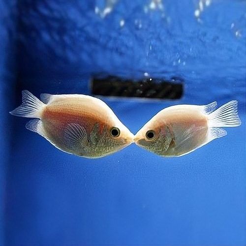 如何鑒別白子招財龍魚的真偽？