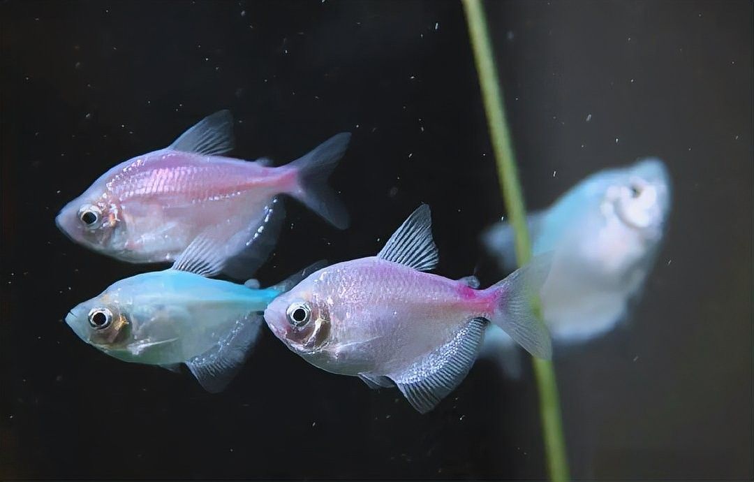 如何鑒別白子招財龍魚的真偽？