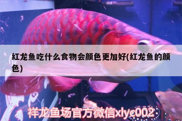 紅龍魚吃什么食物會顏色更加好(紅龍魚的顏色)