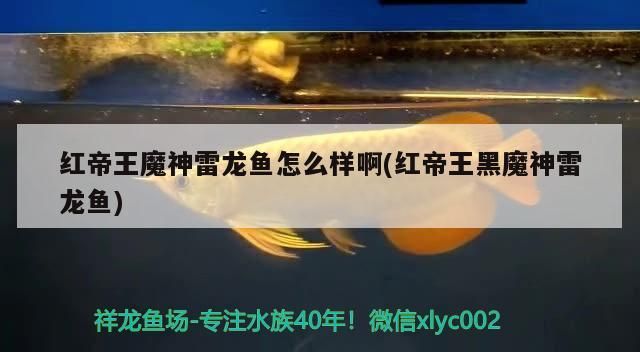 紅帝王魔神雷龍魚(yú)怎么樣啊(紅帝王黑魔神雷龍魚(yú))