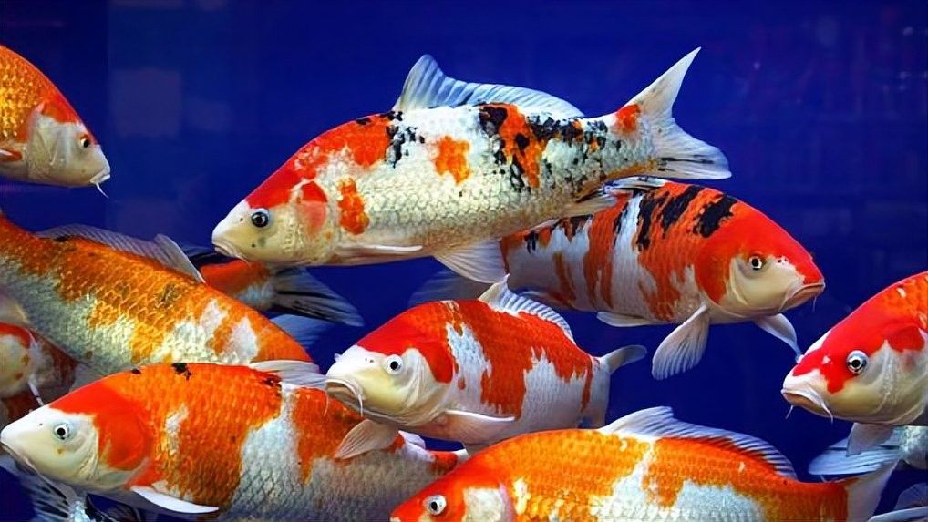 如何判斷金龍魚縮鰭的原因？（龍魚縮鰭可能是由多種原因引起的，以下原因及鑒別方法）