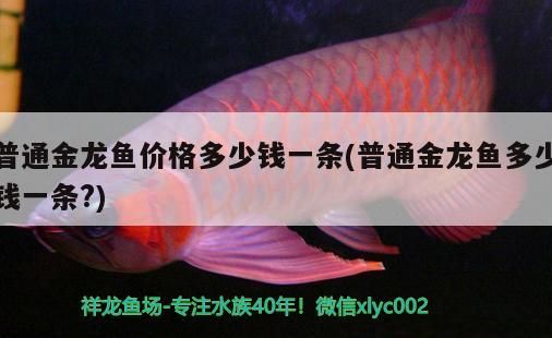 普通金龍魚價格多少錢一條(普通金龍魚多少錢一條?)