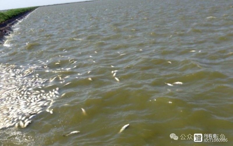 龍魚體內寄生蟲多久驅一次（小百科龍魚常見病及治療方法分享thy吃魚生后多久吃打蟲藥）