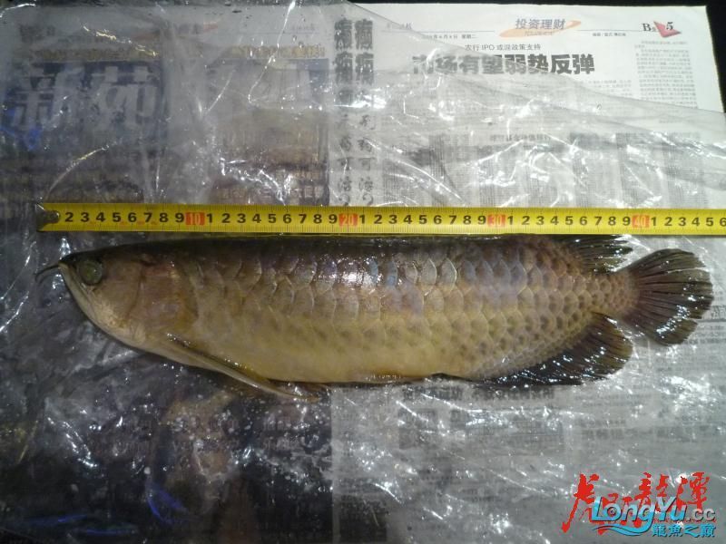 混養進行時之——騰缸的杯具（混養進行時——騰缸的杯具）