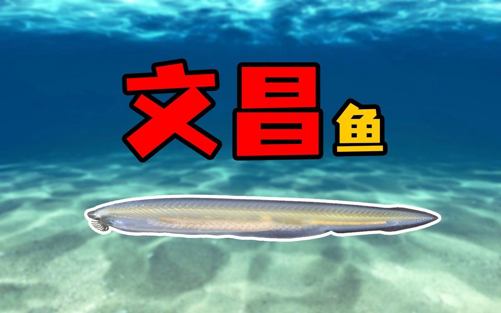文昌魚長什么樣子（文昌魚的介紹）