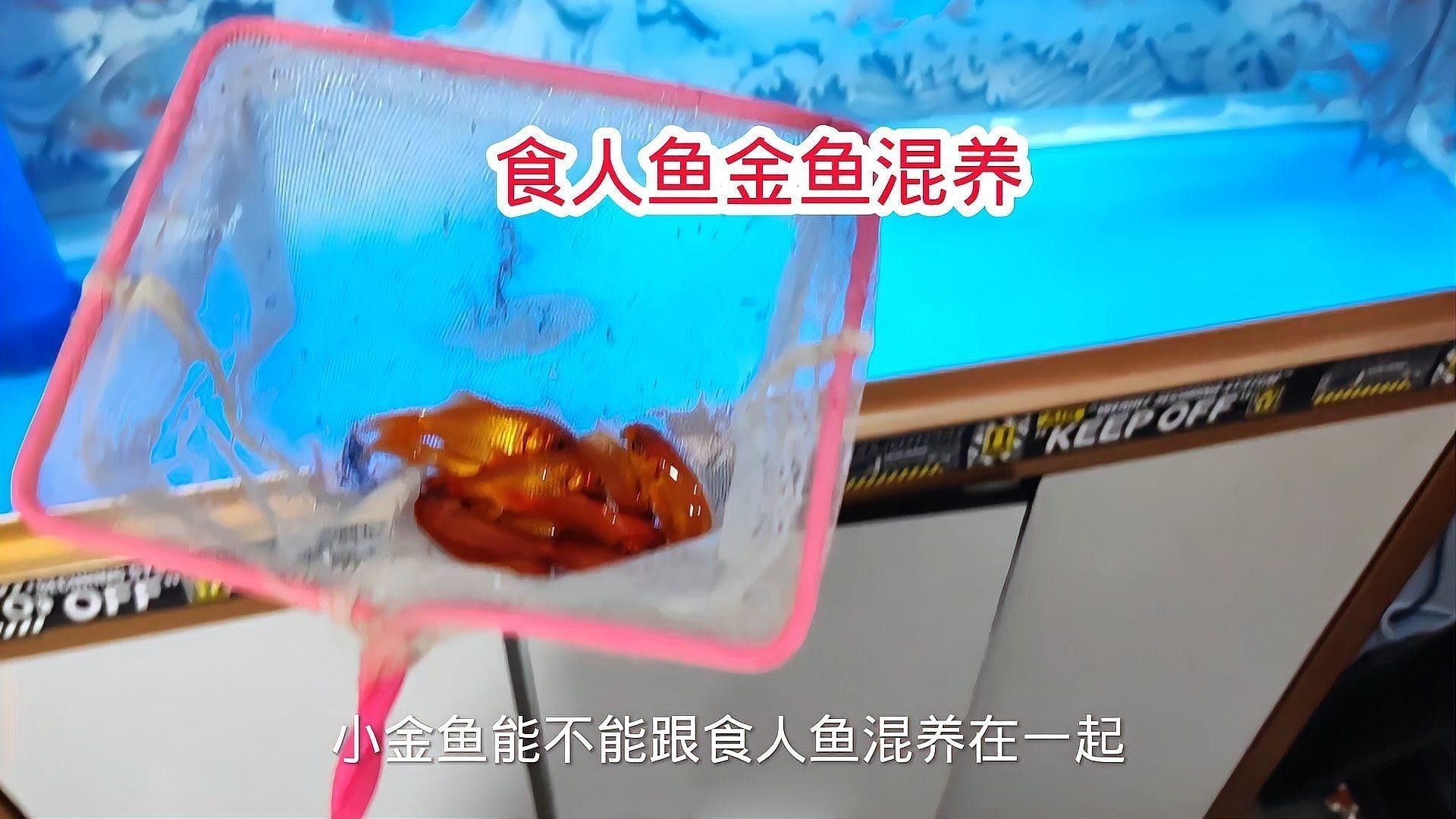 有哪些魚可以和食人魚混養(yǎng)？