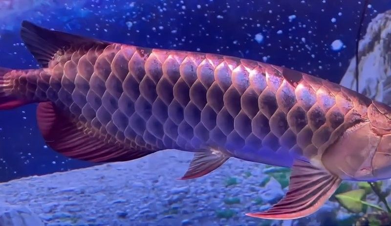 溆浦哪個水族館龍魚好？祥龍魚場龍魚