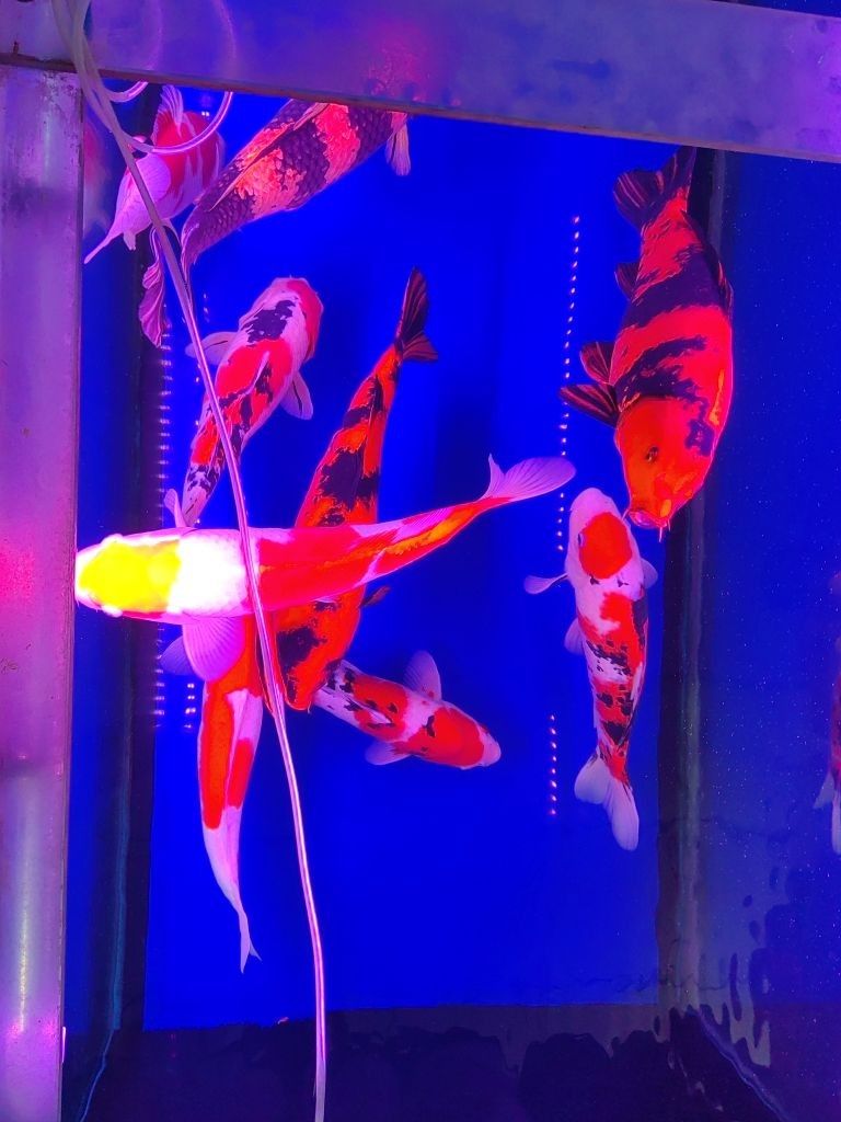 北流哪個(gè)水族館龍魚好？祥龍魚場(chǎng)龍魚
