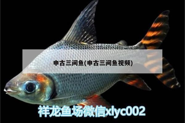 紅龍魚吃飼料怎么辦：關于紅龍魚吃飼料的問題