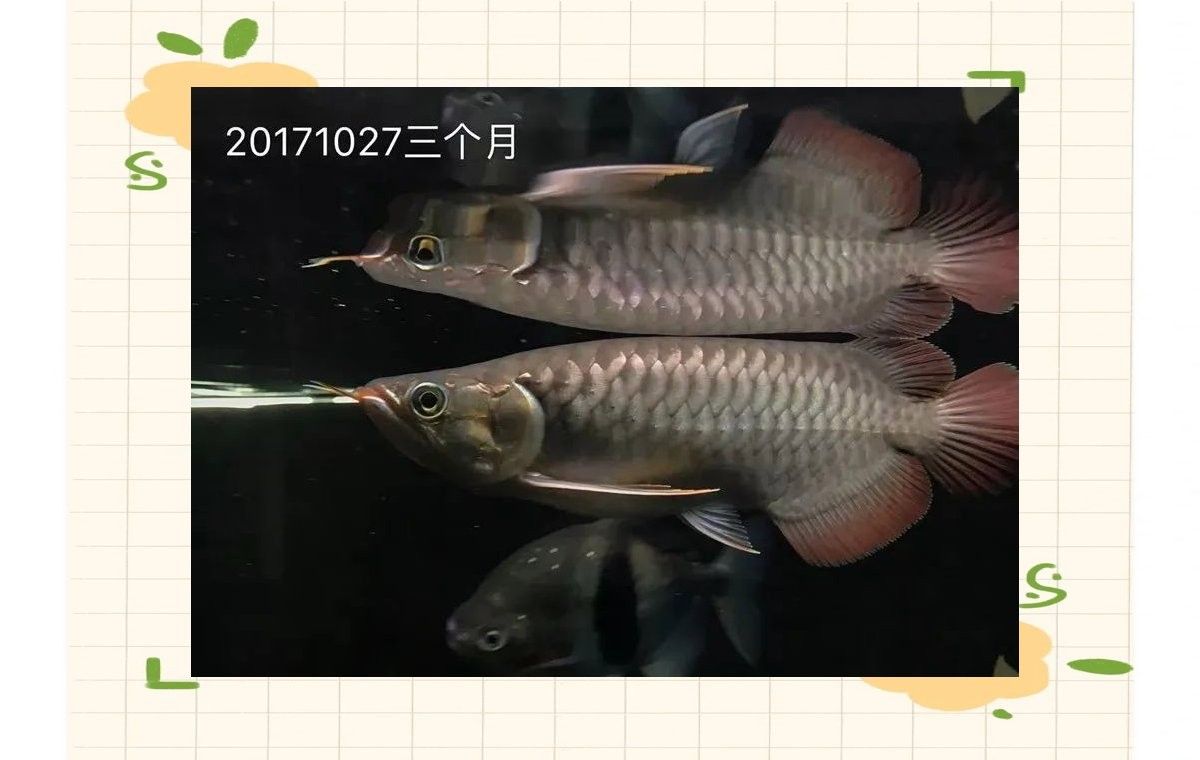 龍魚幼苗多久能長成成魚（養(yǎng)龍魚應該注意些什么喂魚，最簡單的卻最容易犯錯）