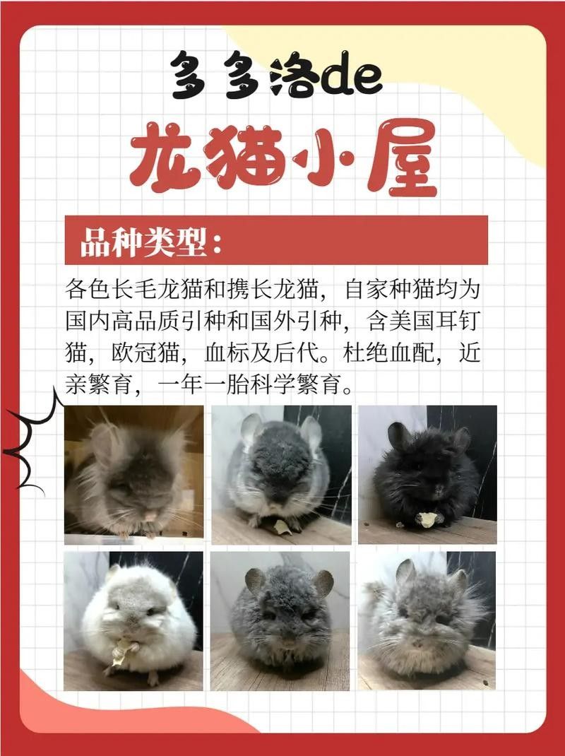 哪種貓最適合與龍貓共養？（哪種貓最適合與龍貓共養）