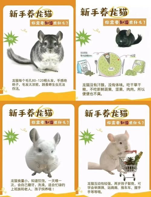 哪種貓最適合與龍貓共養？（哪種貓最適合與龍貓共養）