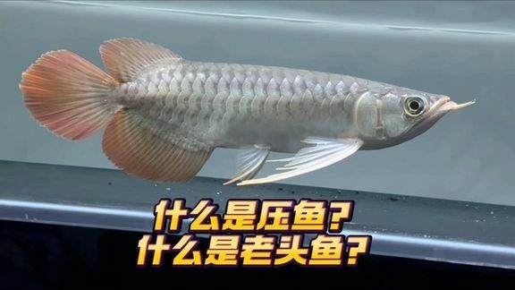 有哪些知名的大龍魚視頻博主？