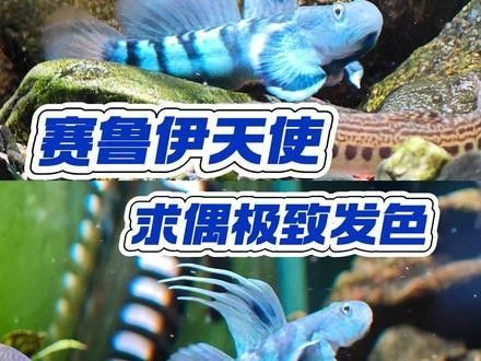 有哪些知名的大龍魚視頻博主？