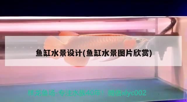 魚(yú)缸水景設(shè)計(jì)(魚(yú)缸水景圖片欣賞)