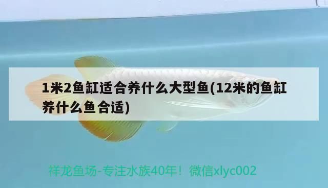 魚缸過濾器選購指南:自制魚缸過濾器魚缸上置過濾器對于養(yǎng)魚愛好者的必備知識 1米2魚缸適合養(yǎng)什么大型魚(12米的魚缸養(yǎng)什么魚合適) 觀賞魚百科 1米2魚缸適合養(yǎng)什么大型魚(12米的魚缸養(yǎng)什么魚合適) 1米2魚缸適合養(yǎng)什么大型魚(12米的魚缸養(yǎng)什么魚合適) 觀賞魚百科