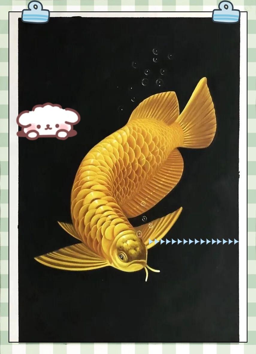 如何判斷金龍魚和招財(cái)是否適應(yīng)？（如何判斷金龍魚和招財(cái)是否適應(yīng)）