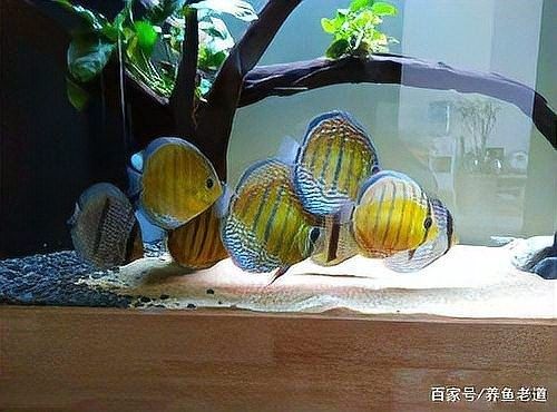 七彩龍魚需要什么樣的水質(zhì)？