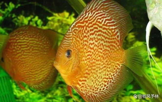 七彩龍魚需要什么樣的水質(zhì)？