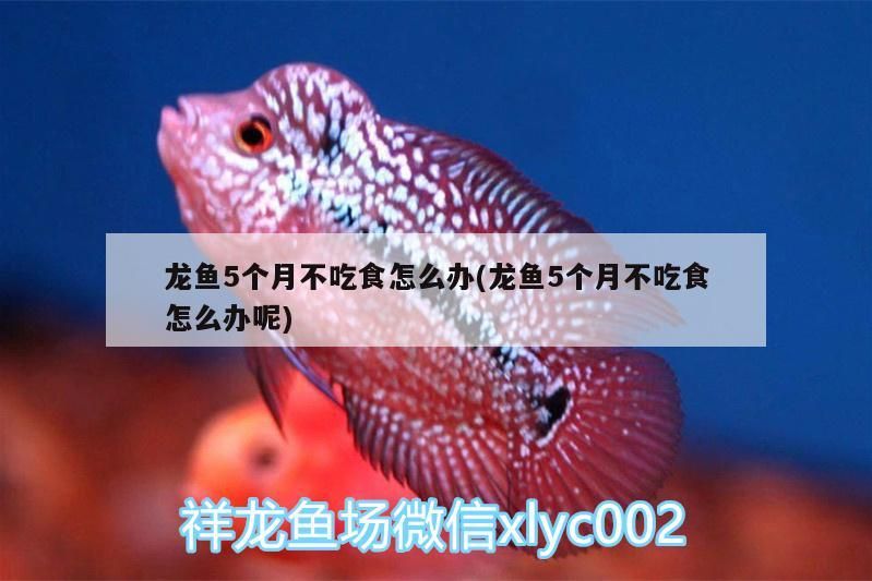 魚缸用增氧泵價(jià)格是多少:魚缸增氧機(jī)-xtrac增氧機(jī)-xtrac增氧機(jī) 龍魚5個(gè)月不吃食怎么辦(龍魚5個(gè)月不吃食怎么辦呢) 觀賞魚百科 龍魚5個(gè)月不吃食怎么辦(龍魚5個(gè)月不吃食怎么辦呢) 龍魚5個(gè)月不吃食怎么辦(龍魚5個(gè)月不吃食怎么辦呢) 觀賞魚百科