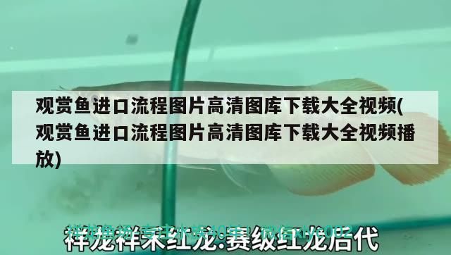 金龍魚價格多少錢一只紅龍 金龍魚多少錢一只?