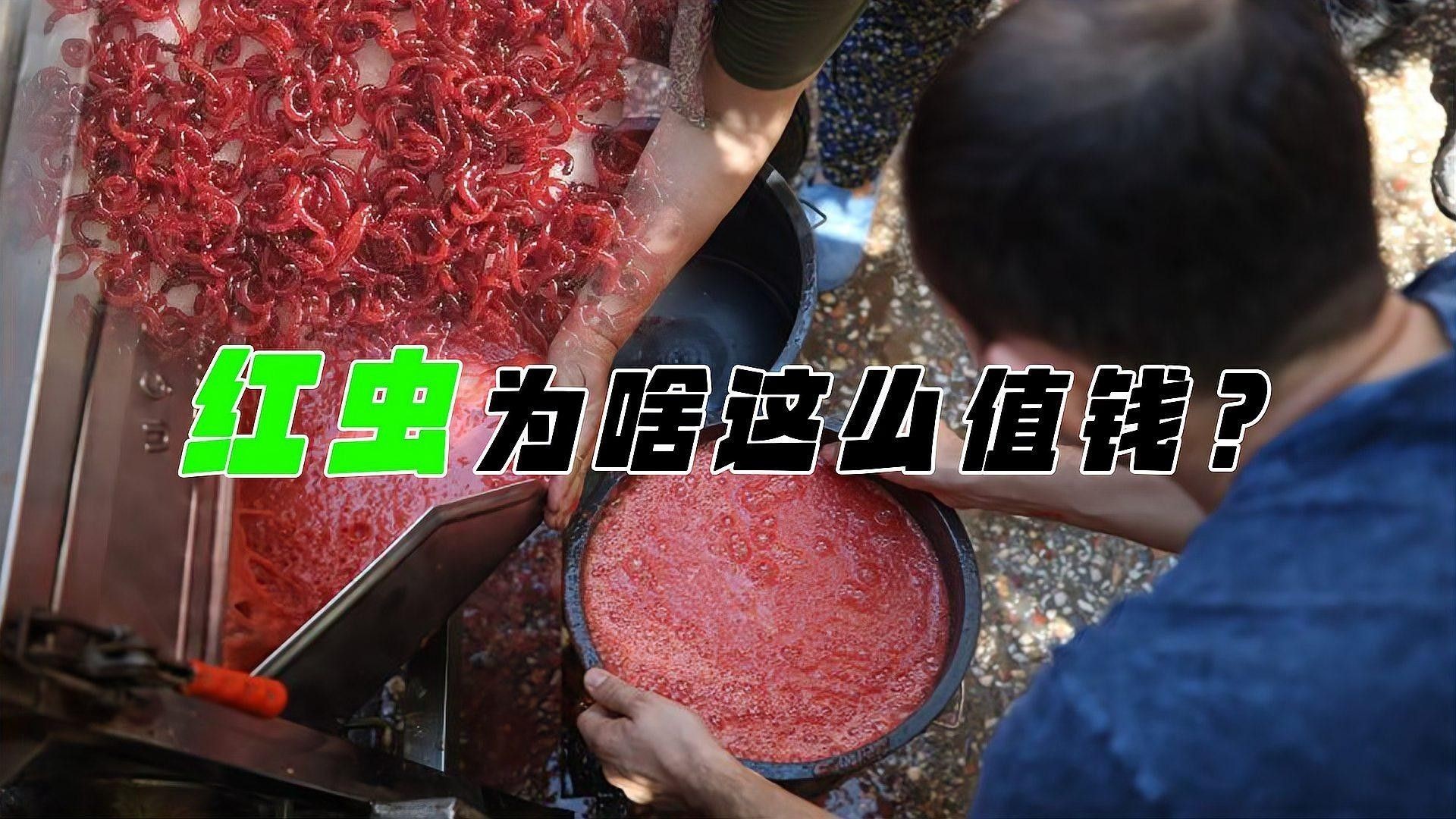 如何確保紅蟲來源安全？