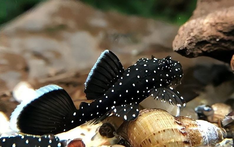 混養(yǎng)雷龍魚(yú)和異形魚(yú)需要哪些設(shè)備