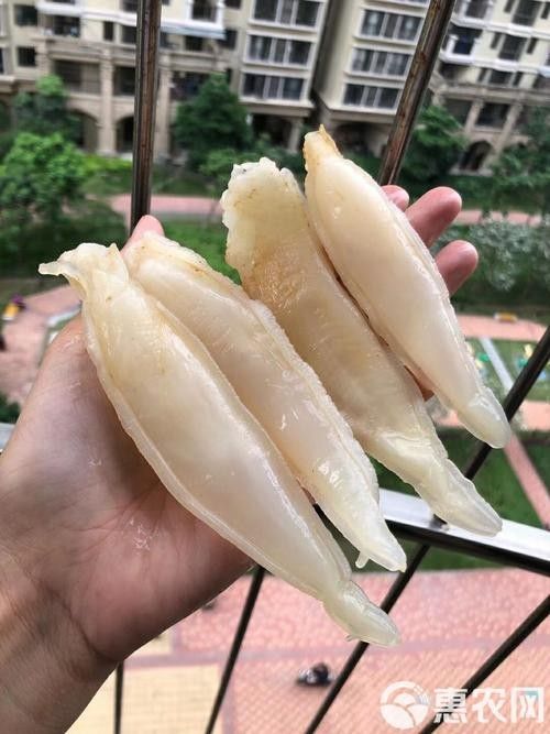 金龍魚(yú)花膠價(jià)格（金龍魚(yú)花膠的價(jià)格受到多種因素影響金龍魚(yú)花膠的價(jià)格）