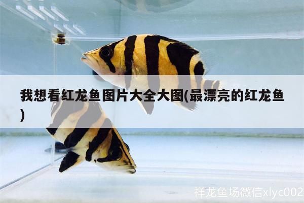 我想看紅龍魚圖片大全大圖(最漂亮的紅龍魚)