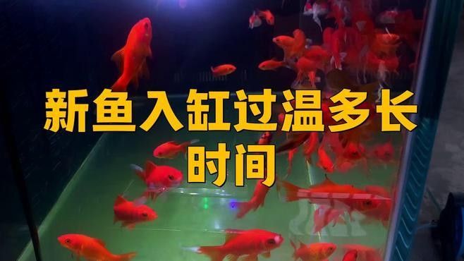 紅龍魚換水后多久過溫